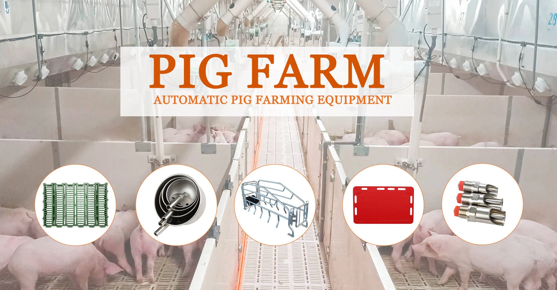pig farm